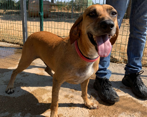 Adotta un cane, maschio, 6 anni  e 9 mesi , Viterbo
