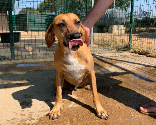 Adotta un cane, taglia media, maschio, Viterbo