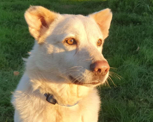 Adotta un cane, maschio, 10 anni  e 9 mesi , Roma
