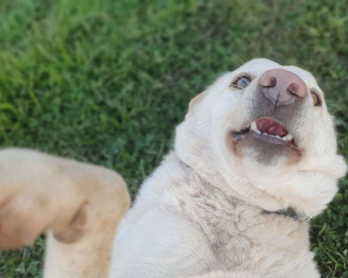 Vuoi adottare un cane a Roma?