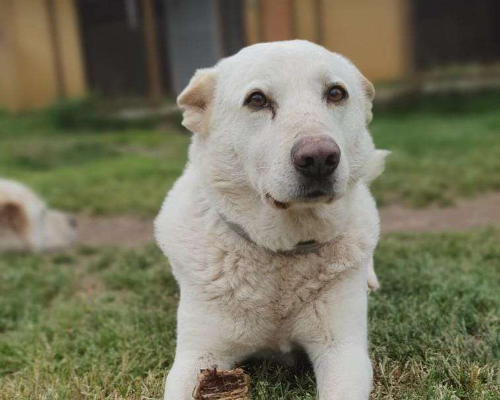 Adotta un cane, taglia grande, maschio, Roma