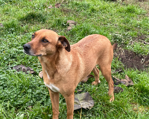 Adotta un cane, femmina, 8 anni  e 2 mesi , Pavia