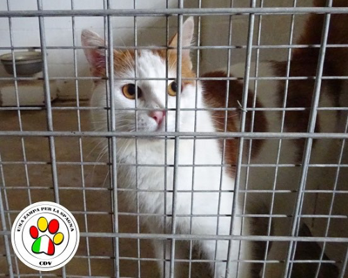 Adozione gatto, maschio, meticcio, 3 anni e 8 mesi, taglia non valida, Como