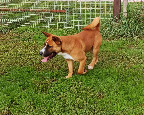 Adotta il cane CHARLES a Latina