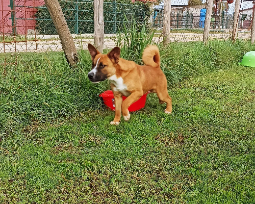 Vuoi adottare un cane a Latina?