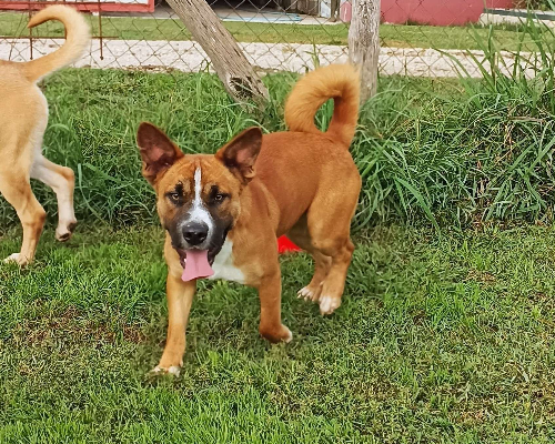 Adozione cane, maschio, meticcio, 4 anni e 1 mese, taglia media, Latina