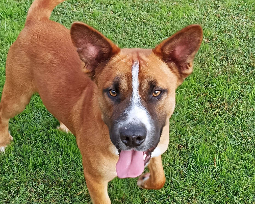 Adotta un cane, maschio, 4 anni e 1 mese, Latina