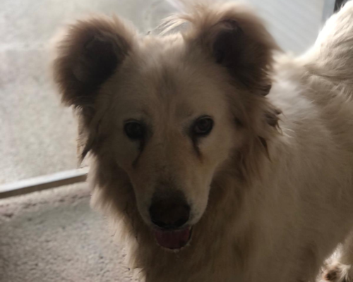 Vuoi adottare un cane a Roma?