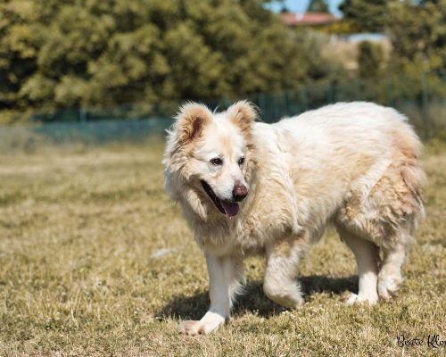 Adotta un cane, taglia grande, femmina, Roma