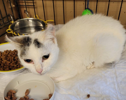 Adozione gatto, femmina, meticcio, 5 anni e 8 mesi, taglia non valida, Chieti