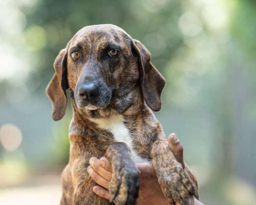 Vuoi adottare un cane a Latina?