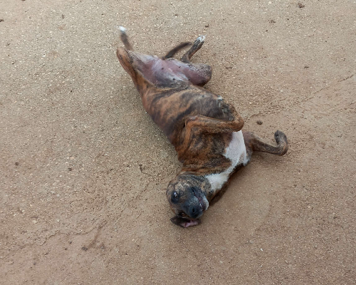 Adotta un cane, taglia media, femmina, Latina