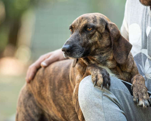 Adotta un cane, femmina, 6 anni  e 4 mesi , Latina