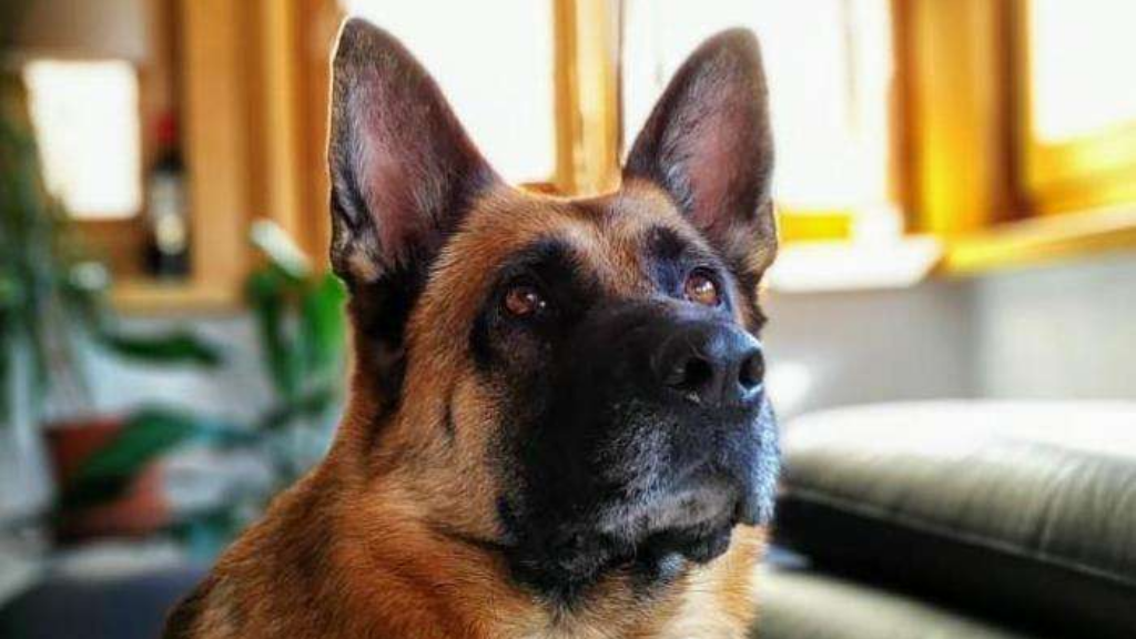 Adotta un cane, femmina, 12 anni e 4 mesi, Milano