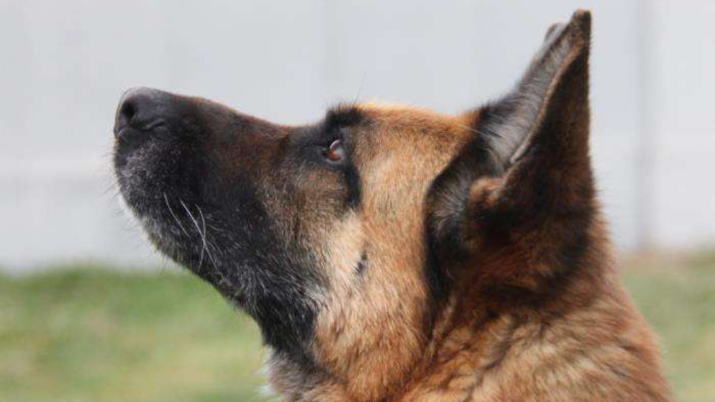 Adotta un cane, taglia gigante, femmina, Milano