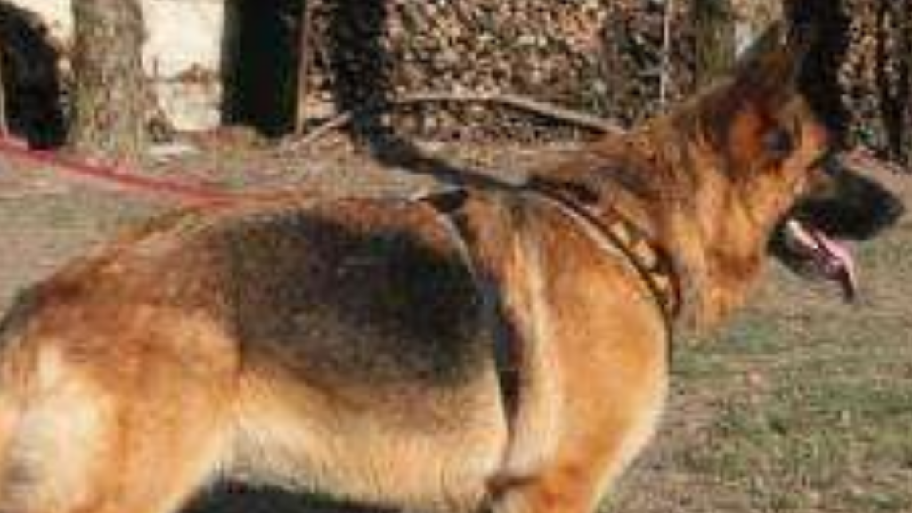 Vuoi adottare un cane a Milano?