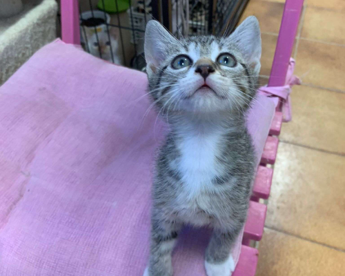 Adozione gatto, maschio, meticcio, 2 anni e 5 mesi, taglia non valida, Chieti