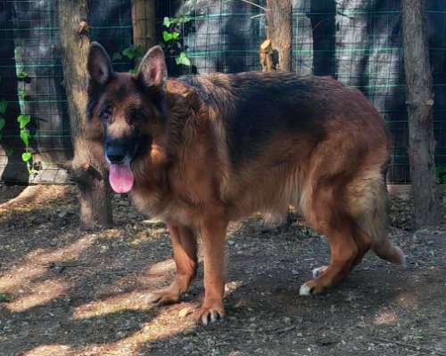 Adotta un cane, taglia grande, maschio, Milano