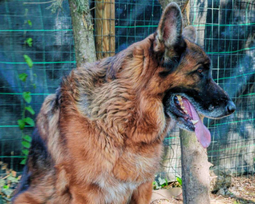 Adotta un cane, maschio, 8 anni  e 4 mesi , Milano