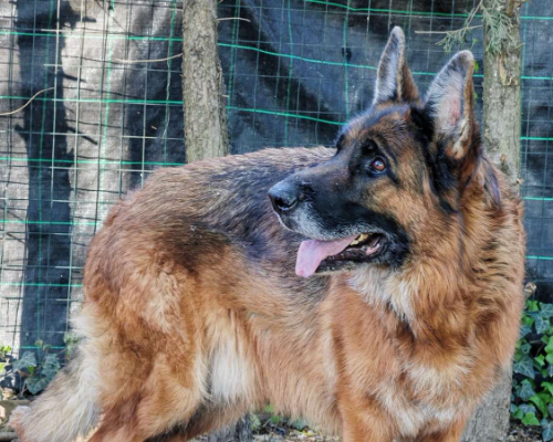 Adotta il cane Amos a Milano