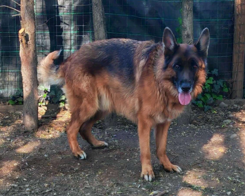 Vuoi adottare un cane a Milano?