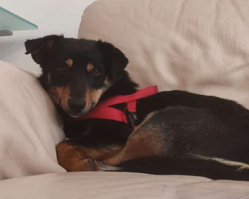 Adotta il cane Leon a Potenza