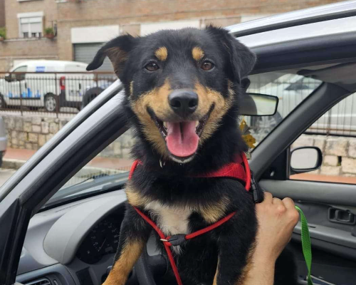 Adotta un cane, taglia piccola, maschio, Potenza