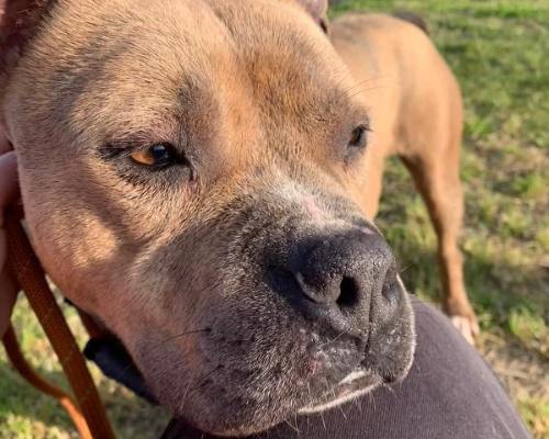 Adotta un cane, maschio, 7 anni  e 5 mesi , Roma
