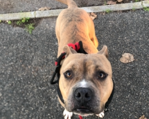 Vuoi adottare un cane a Roma?