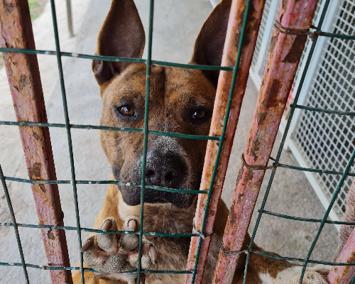 Adotta un cane, maschio, 7 anni e 5 mesi, Napoli