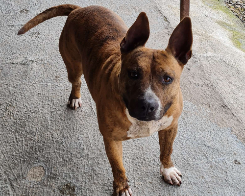 Adozione cane, maschio, American Staffordshire Terrier, 7 anni e 5 mesi, taglia grande, Napoli
