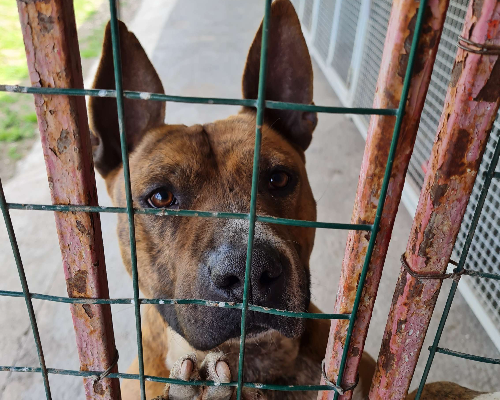 Adotta un cane, taglia grande, maschio, Napoli