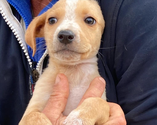 Adotta un cane, maschio, 4 anni e 10 mesi, Siracusa