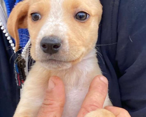 Adotta un cane, taglia media, maschio, Siracusa