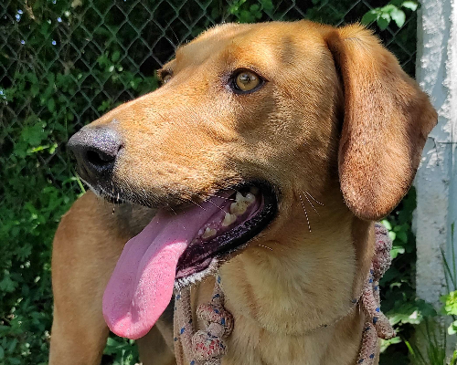 Adotta un cane, femmina, 5 anni  e 1 mese, Viterbo