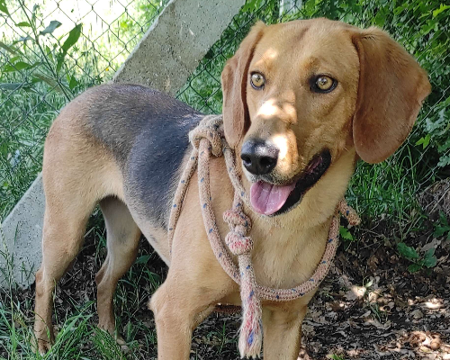 Vuoi adottare un cane a Viterbo?