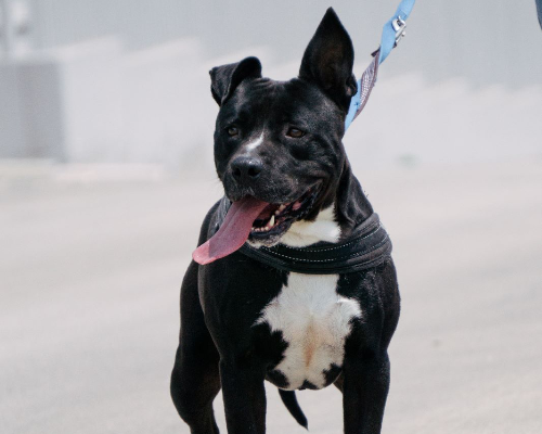 Adotta un cane, maschio, 3 anni  e 4 mesi , Bari