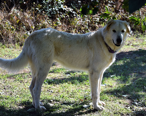 Vuoi adottare un cane a Roma?