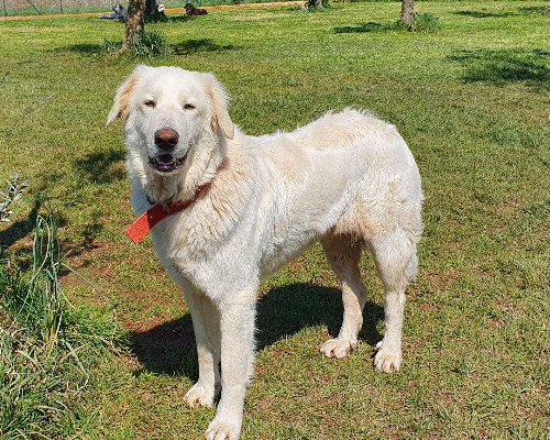 Adotta un cane, taglia gigante, femmina, Roma