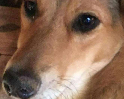 Adotta un cane, taglia media contenuta, femmina, Milano