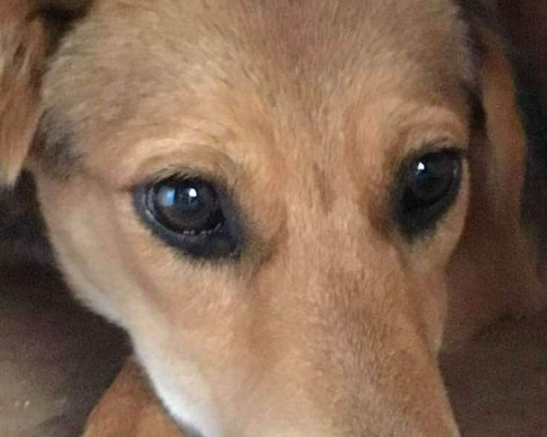 Adotta un cane, femmina, 7 anni  e 9 mesi , Milano