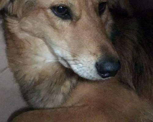 Vuoi adottare un cane a Milano?