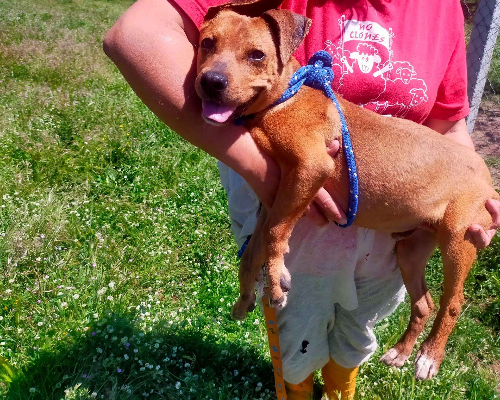 Vuoi adottare un cane a Viterbo?