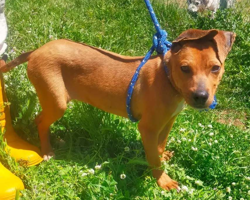 Adotta il cane Toby a Viterbo