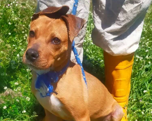Adotta un cane, maschio, 2 anni  e 2 mesi , Viterbo