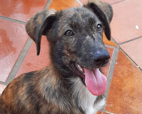 Adotta un cane, femmina, 3 anni , Cosenza