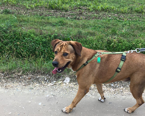 Adotta un cane, maschio, 11 anni  e 5 mesi , Bergamo