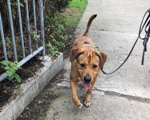 Adotta un cane, taglia grande, maschio, Bergamo