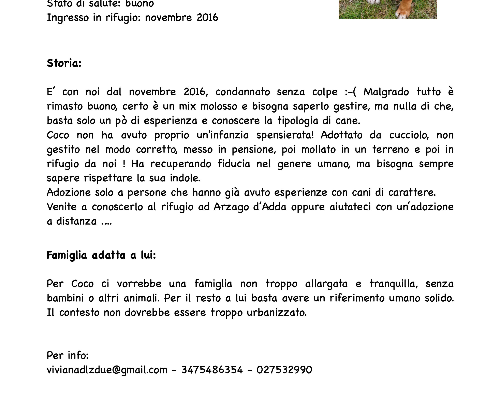 Vuoi adottare un cane a Bergamo?