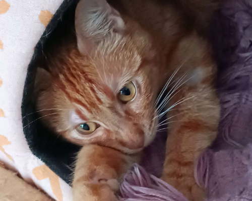 Adotta un gatto, taglia non valida, maschio, Bologna